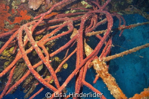 Colorful rope sponges create an abstract on the side of t... by Lisa Hinderlider 